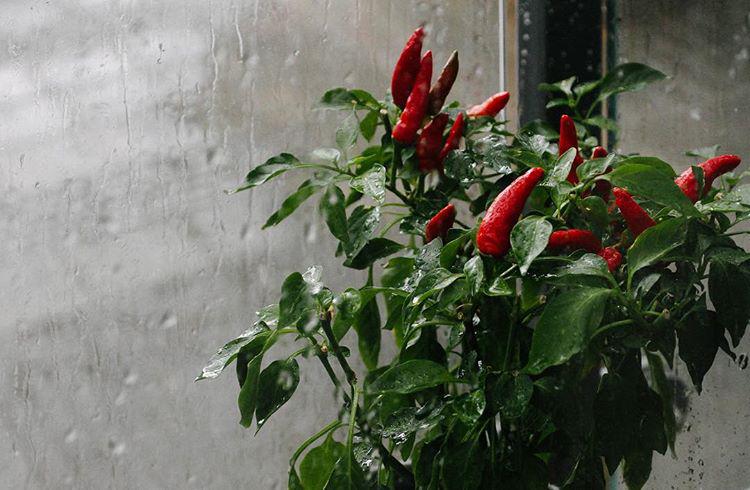 198.0 - the little chilli plant that could 🌶💪