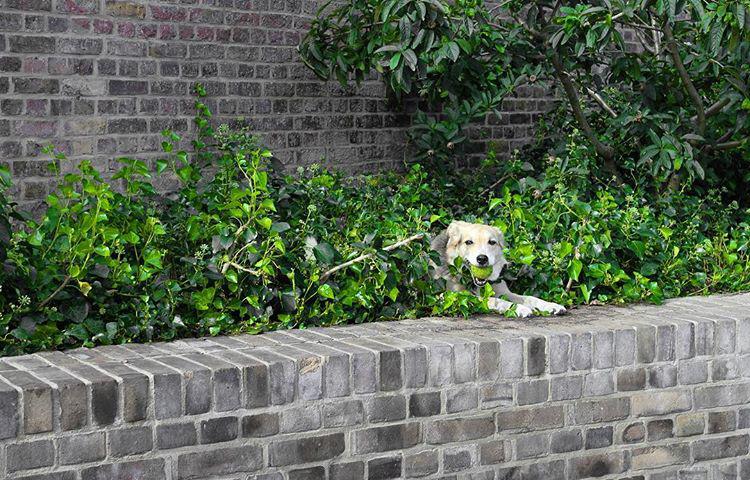 223.1 - may the doggos inherit the earth