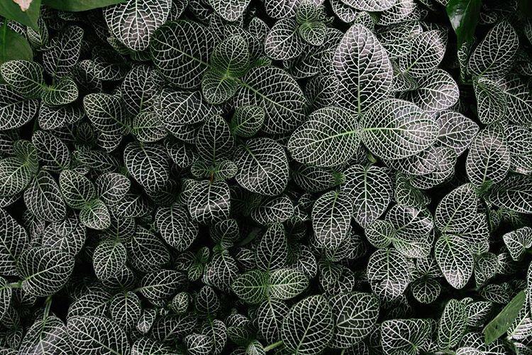 225.0 - sunday snakepit