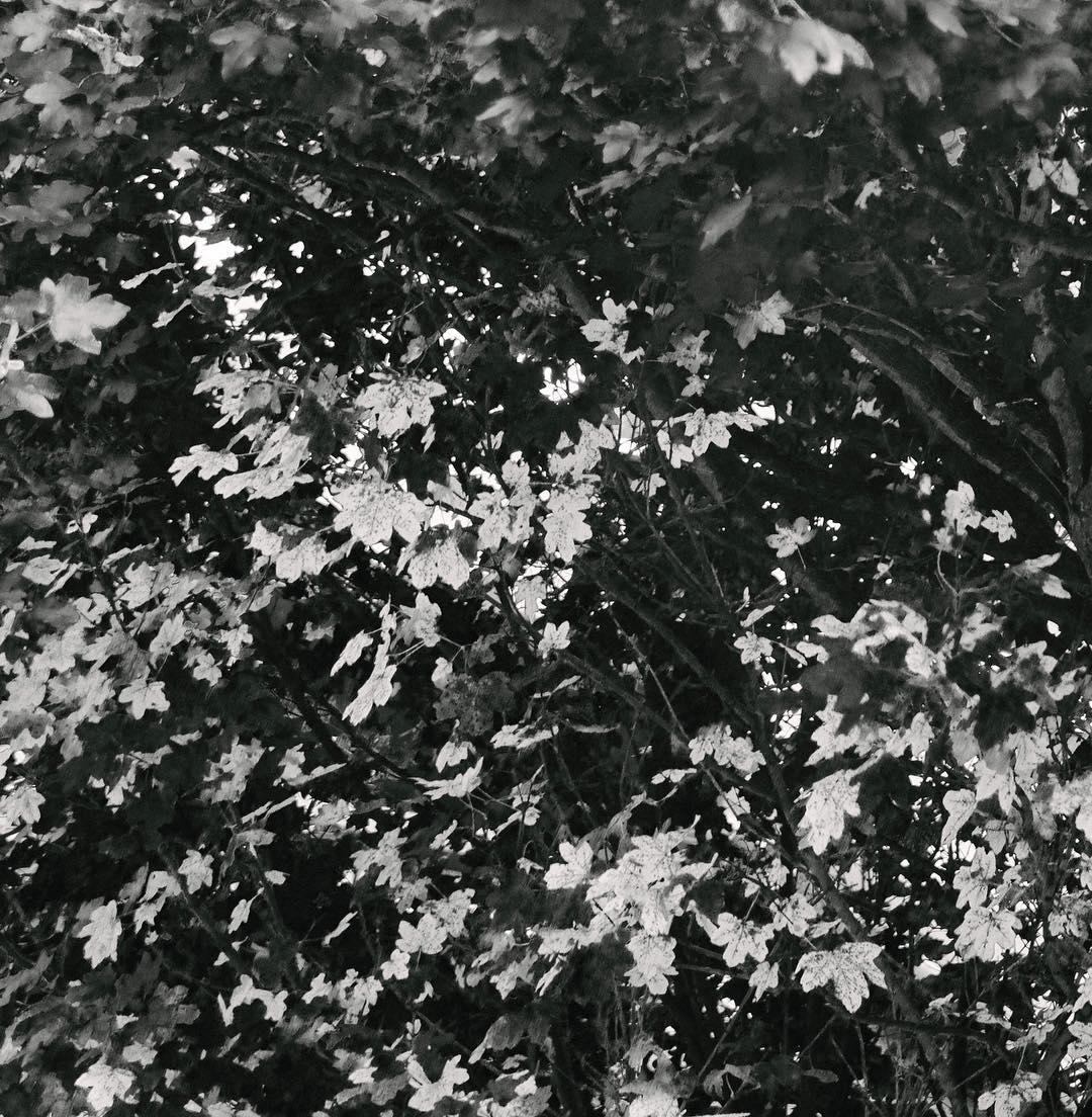 233.1 - turn leaf 🍃