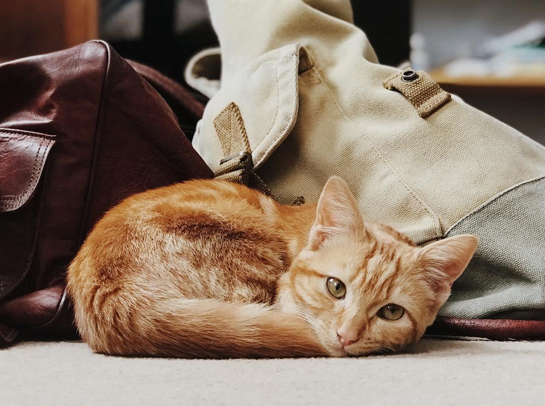 246.1 - must not steal cat. ok no more now