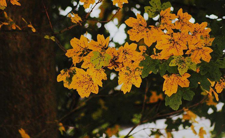 247.0 - autumn’s up 🍂