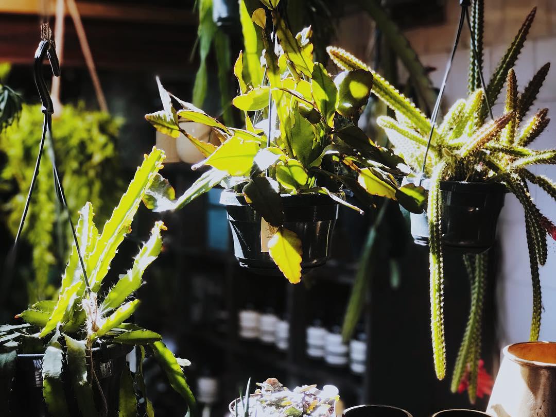 london: morning 🌿