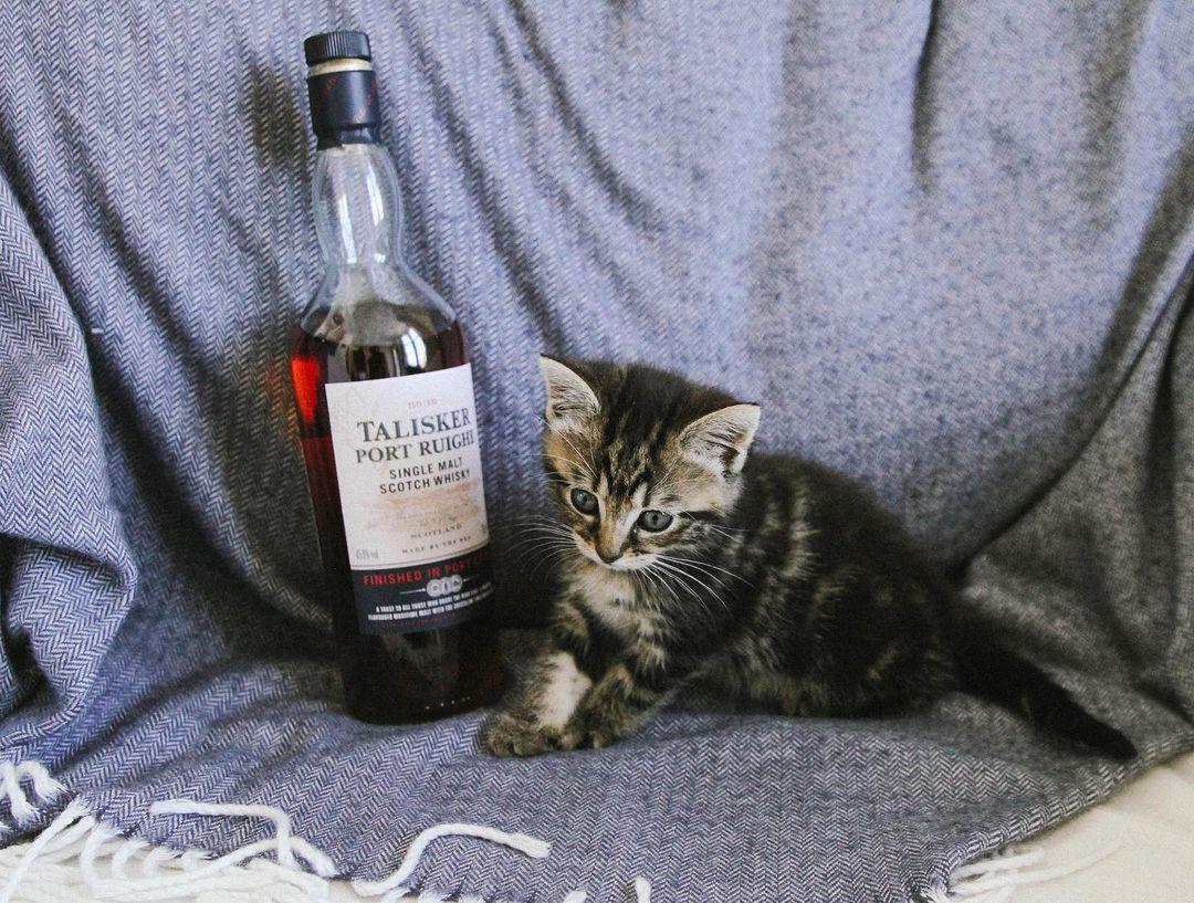 🥃 her name’s talisker 🥃