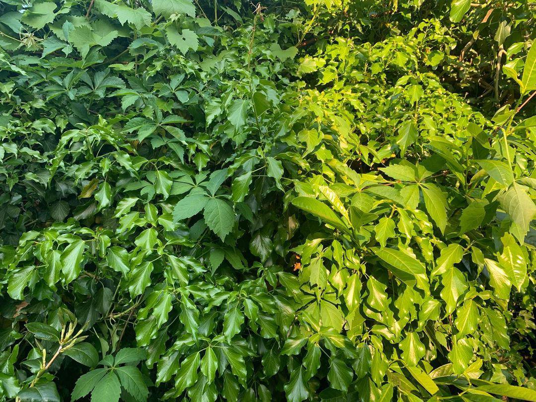 days and nights in the garden