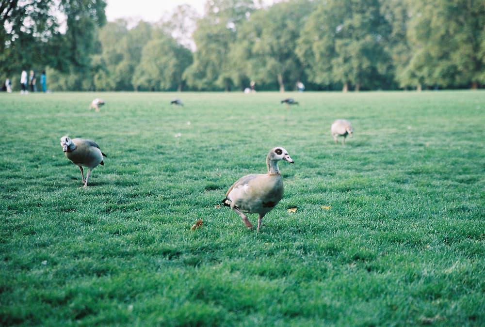 hyde park fowl