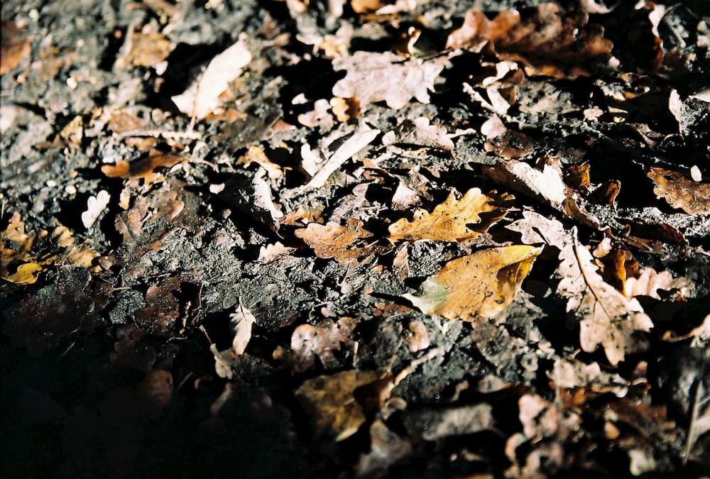 leaves in the mud