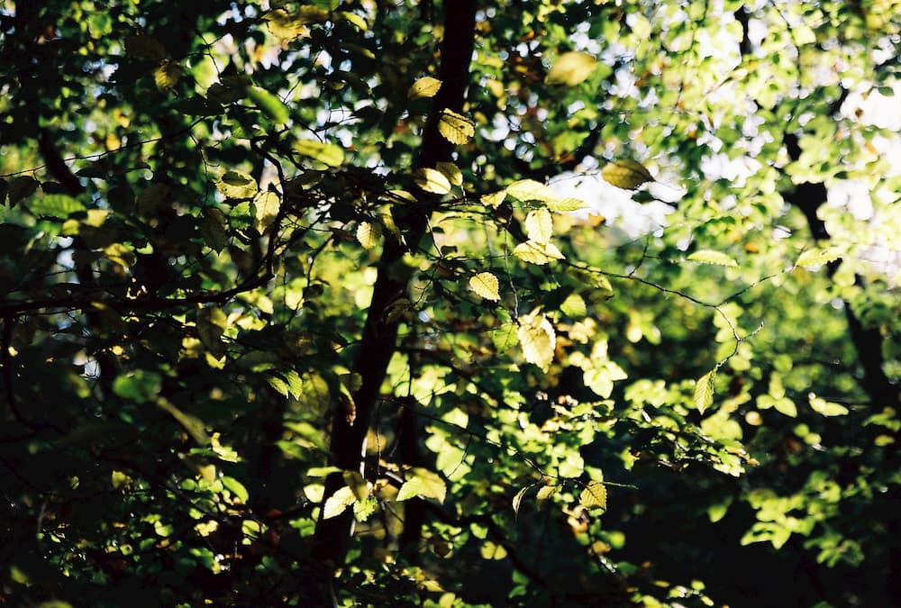 sun hitting leaves