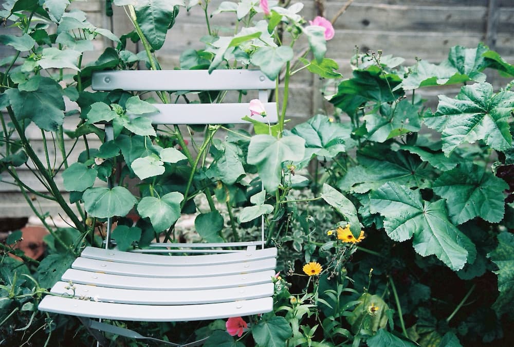 vines around a chair