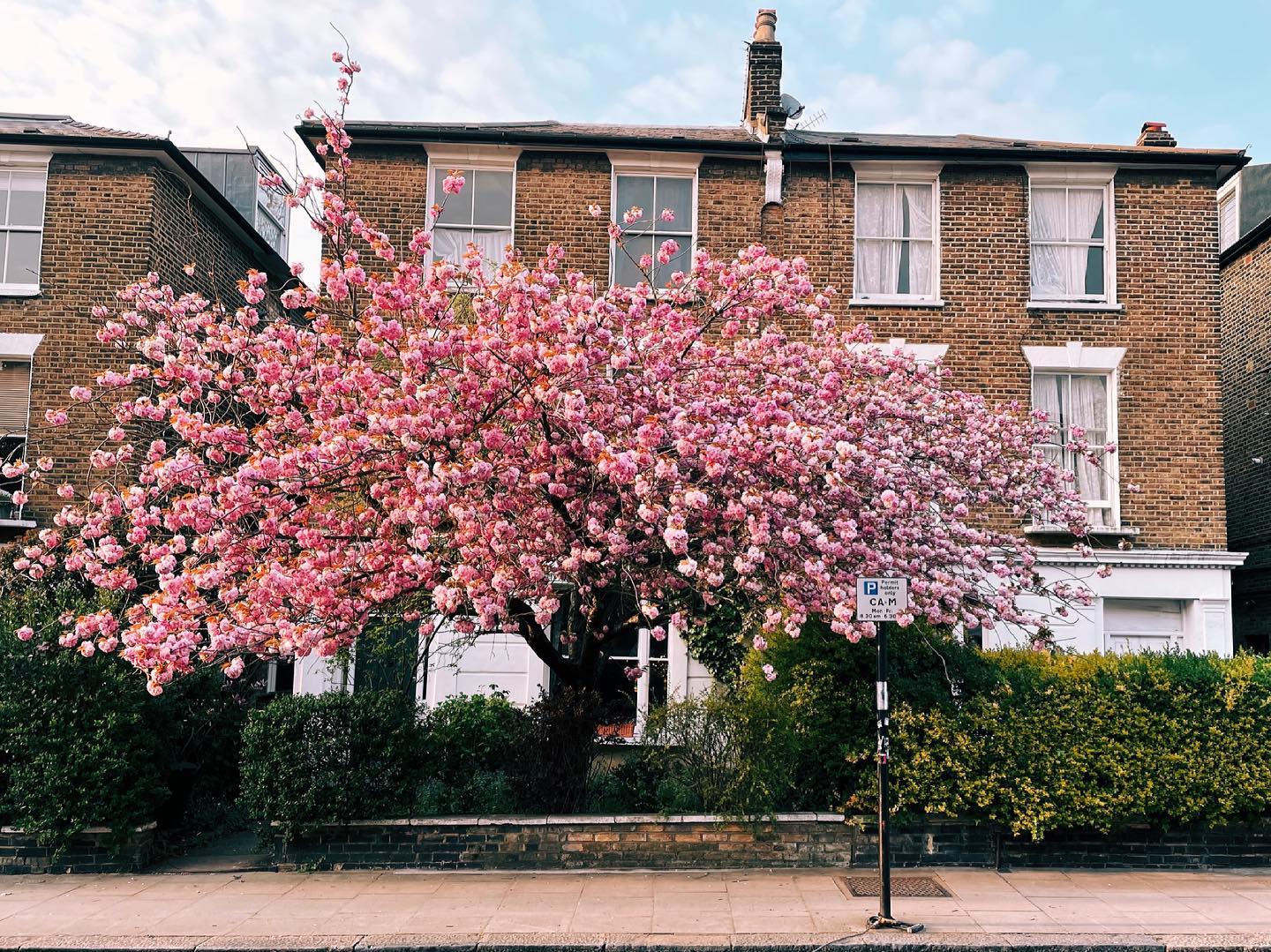 Tree in full pink blossom