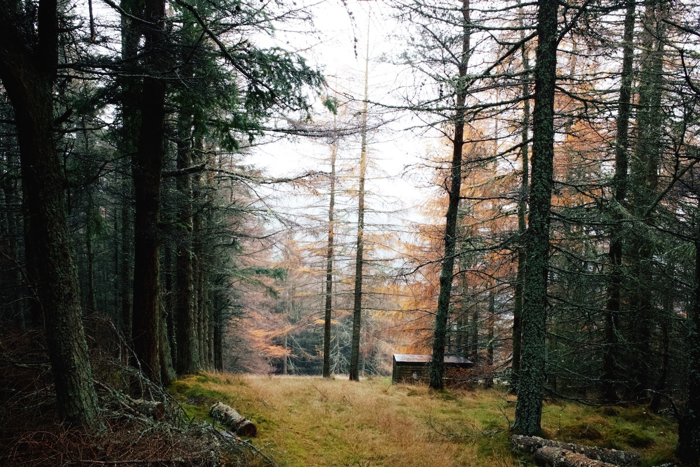 A forest cabin between pine trees