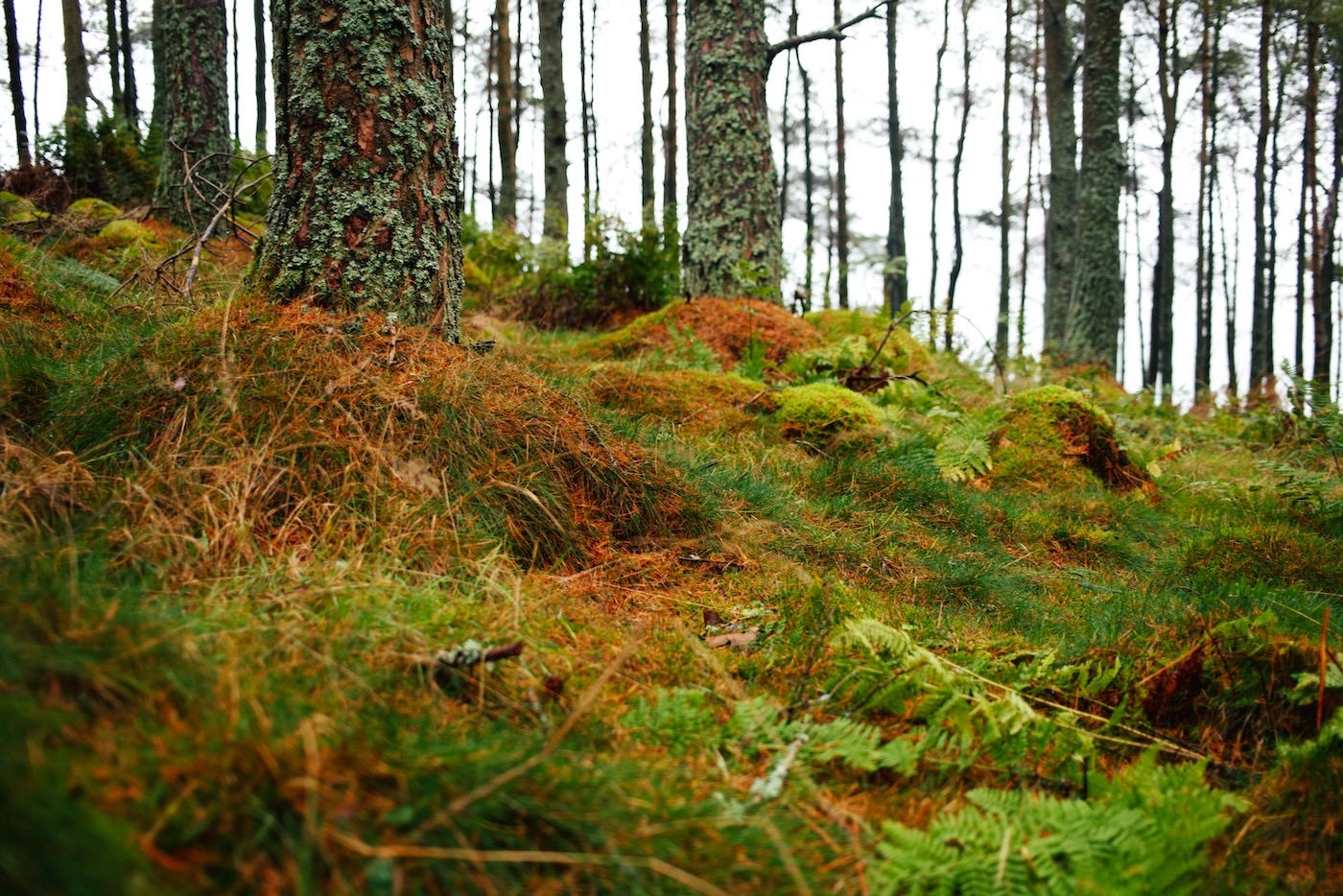 Close up of a wet forest floor with moss and long grass