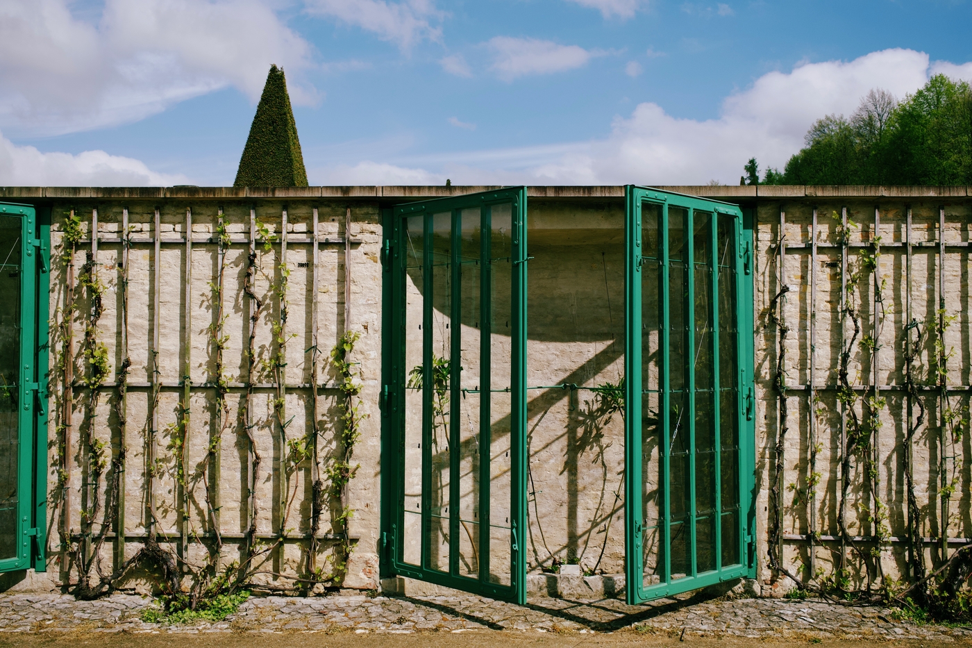 Vines against a stone wall, protected by a gate