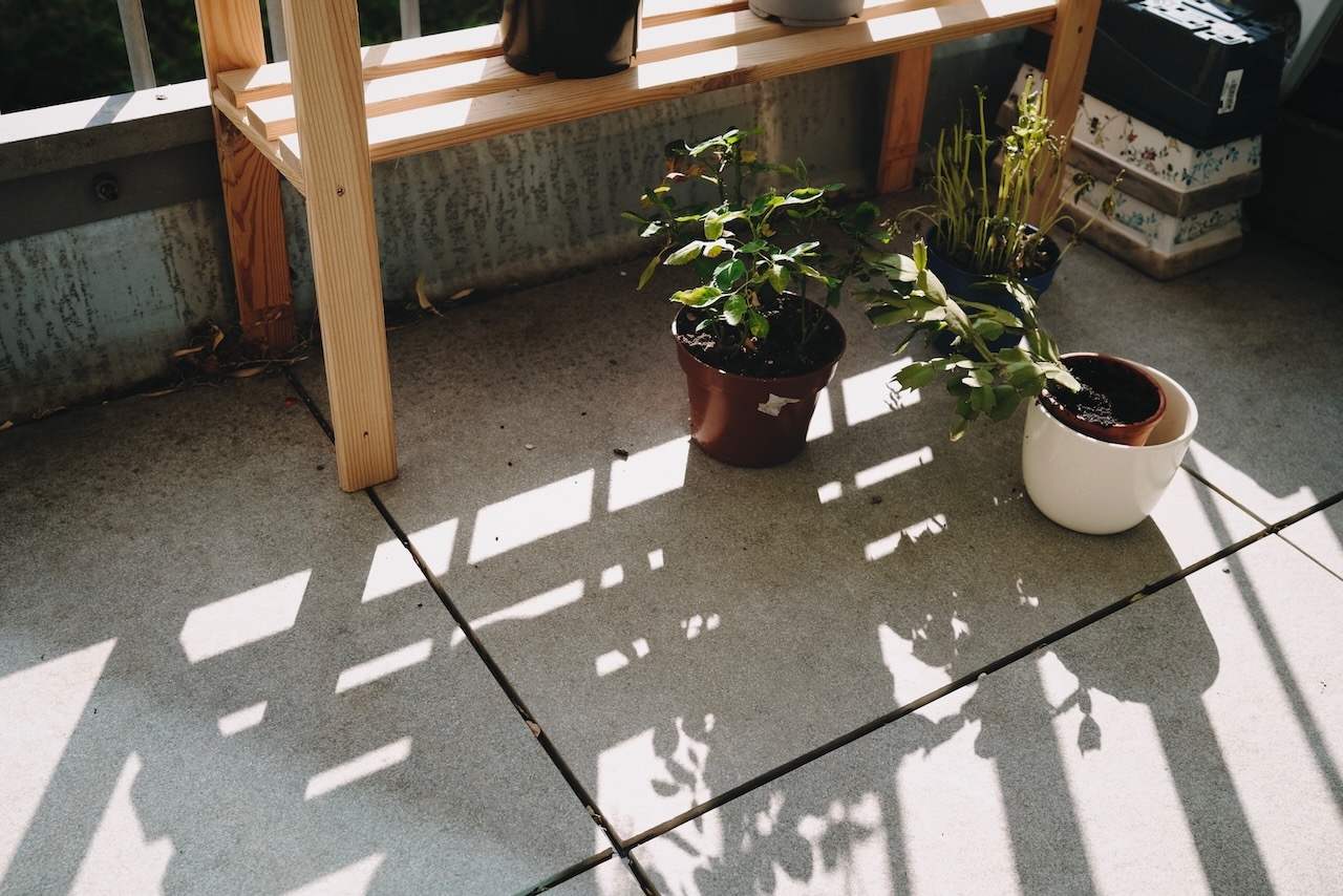 House plants in the sun sitting on the floor of a terrace