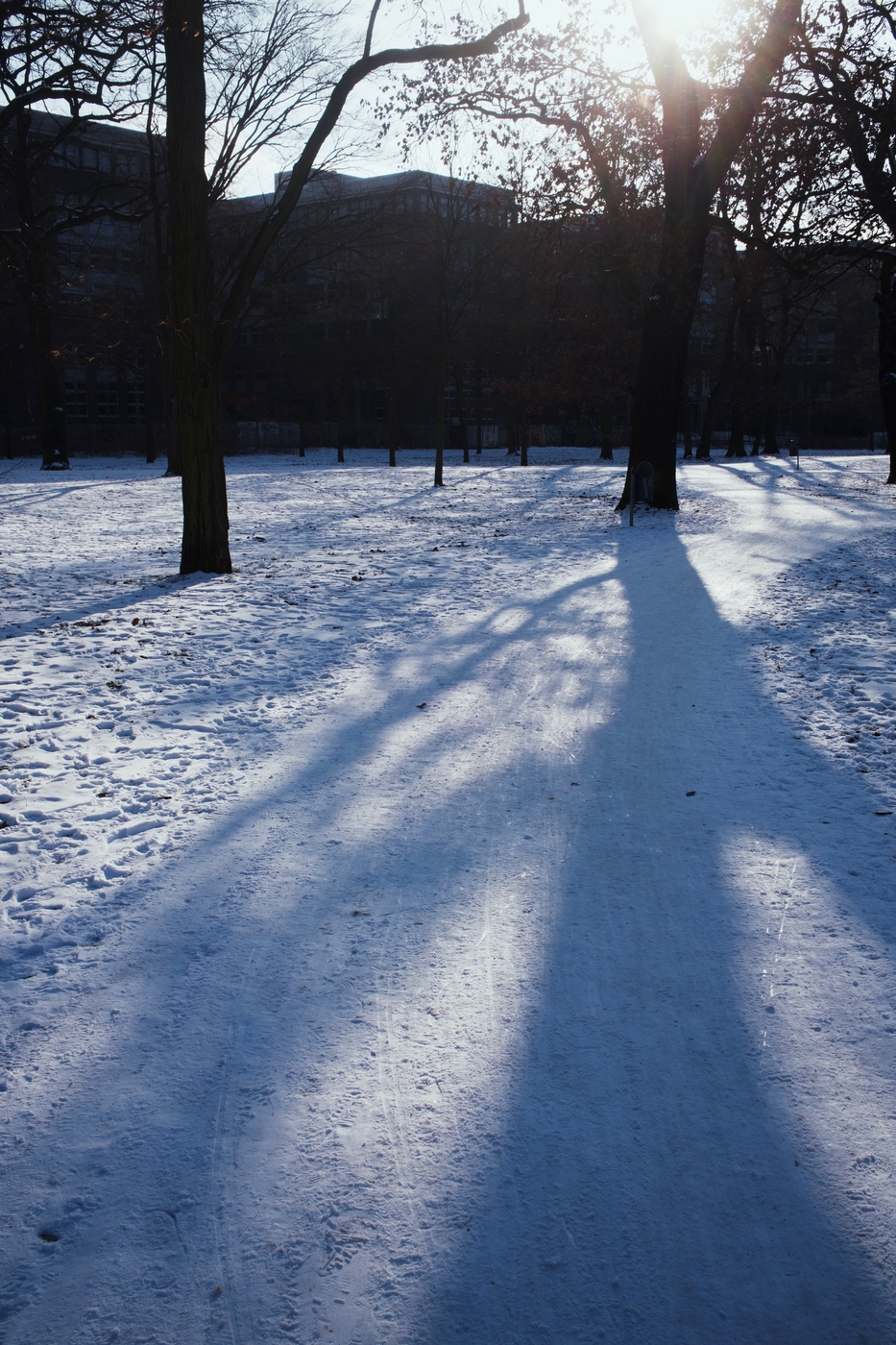 The shadows of trees on the snow in a park