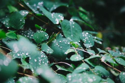 Another leaf drop thing