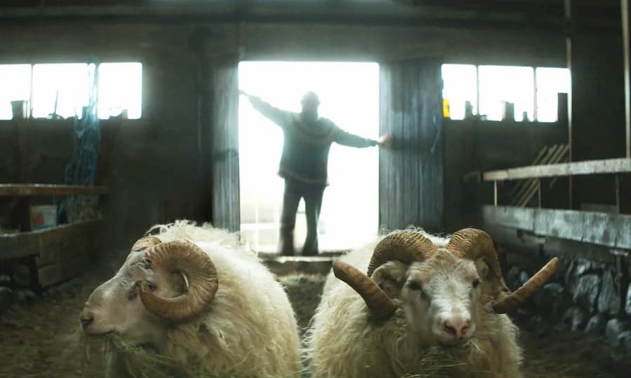 A man in doorway with rams in the foreground