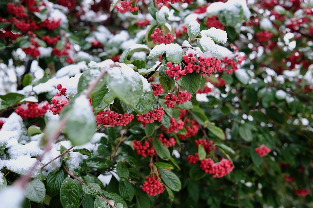 Red berries in a bush covered in snow