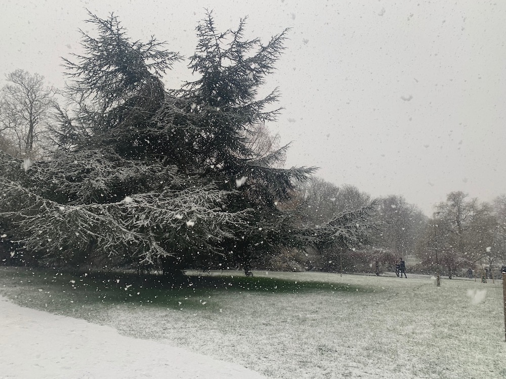 Thick snow falling in a park