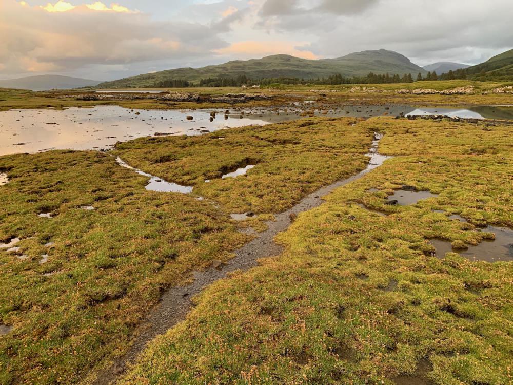 Rivulets cut up boggy and verdant ground at dusk